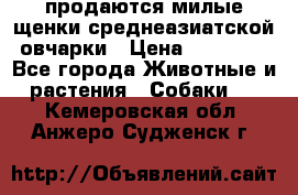 продаются милые щенки среднеазиатской овчарки › Цена ­ 30 000 - Все города Животные и растения » Собаки   . Кемеровская обл.,Анжеро-Судженск г.